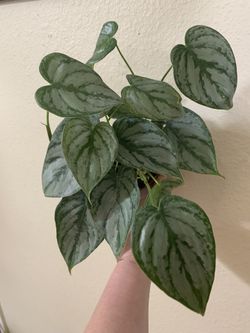Philodendron Brandi 