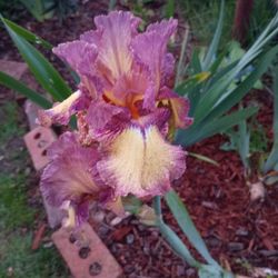 Heirloom hybrid bearded iris