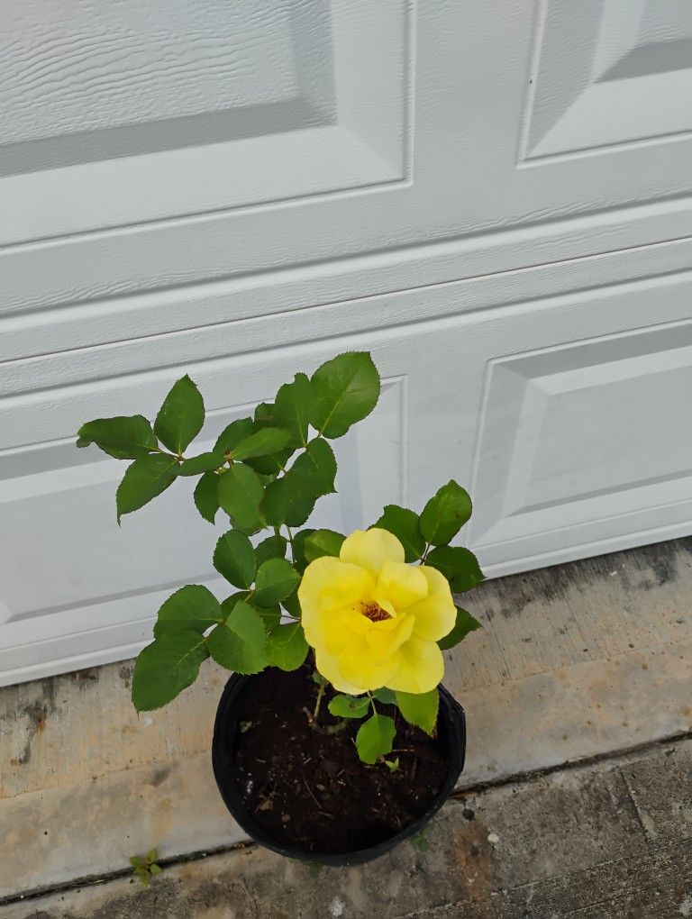 Rose 🌹 Plant