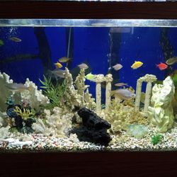 75 Gallon Fish Tank For Sale