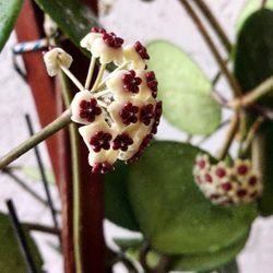 Large 3 Feet + Hoya Kerii (Heart Leaf) Blooming In 12" Pot