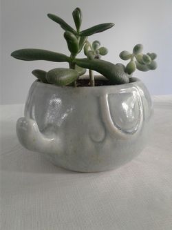 Succulents in a cute pot