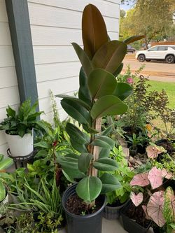 Large Rubber Tree Plant in Nursery Pot