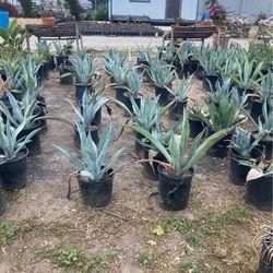 Agave Plants 