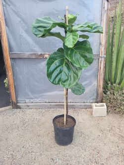 Fiddle Leaf Plant 4.5' Tall in 12" Nursery Pot