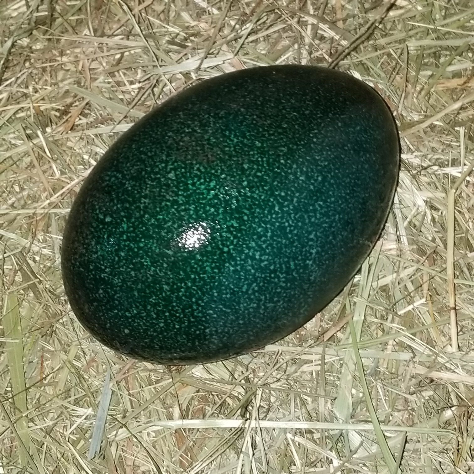 Emu eggs for Sale in Maple Valley, WA OfferUp