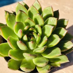 Stonemoon Succulents 