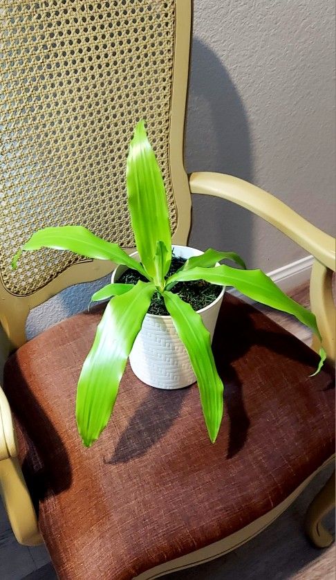 Living Plant 🌱Drecaena 'Kristie' on 7"H Cream Pot ::: Indoor