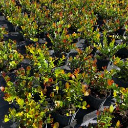 Red Tip Cocoplum Plants