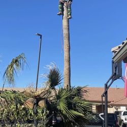 Palm Tree & Tree Trimming 