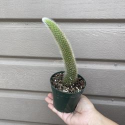 4” Monkey Tail 8” Long
