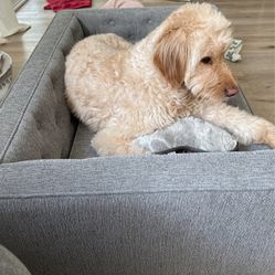 Used Dog Couch