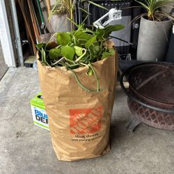 Pothos Plant Cuttings - 39lbs
