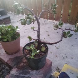 Jade Plant