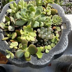 Pumpkin Succulent Arrangement