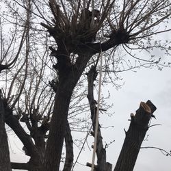 Podar Arboles