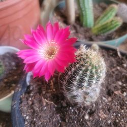 Cactus