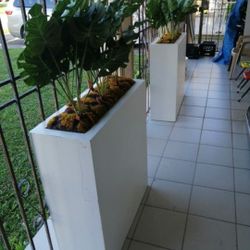 Outdoor Plant 2 For $600 