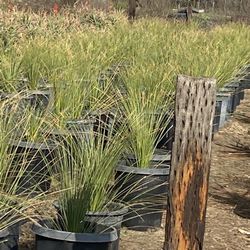 Tenemos Diferentes Plantas Que No USA Mucha Agua 💦