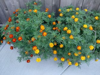 Marigolds