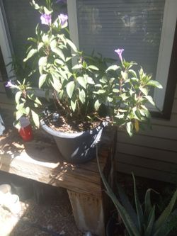 Mexican Petunia $15
