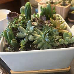 Assorted Succulents