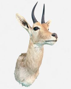 Vintage Taxidermy African Mountain Reedbuck Shoulder Mount Looking Forward