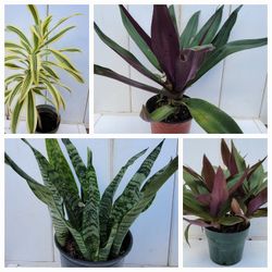$3ea Various Plant Species 🪴 