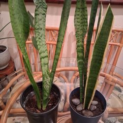 Snake Plants/Lengua de Suegra