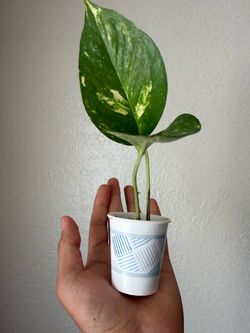 Mini Golden Pothos Variegated Live Houseplant Tiny Pothos Live Plant - 2 each PHX
