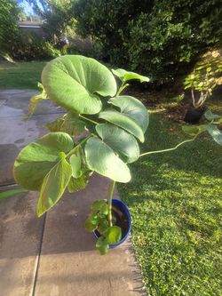 Yerva Santa Plant Medesinal