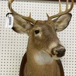 Whitetail deer mount
