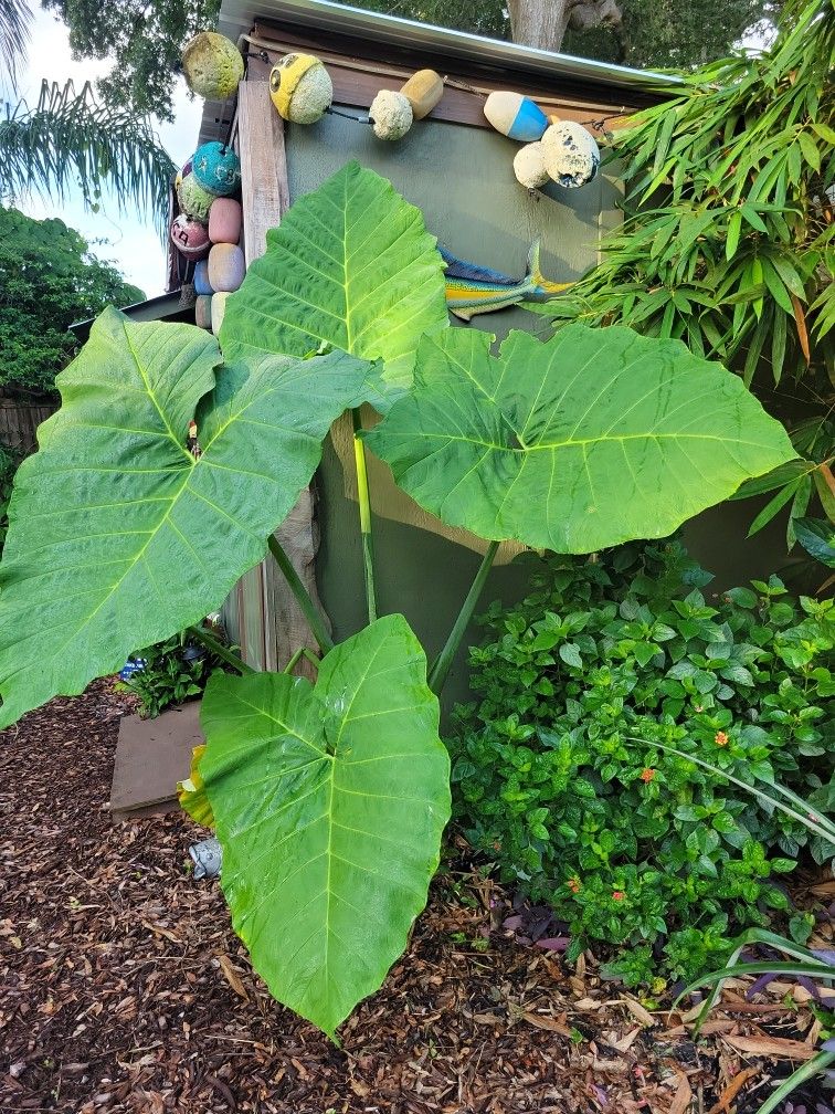 Elephant Ears