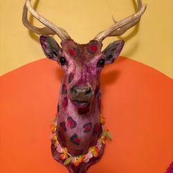 Axis deer