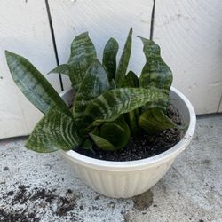 snake plant