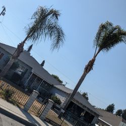 Trees