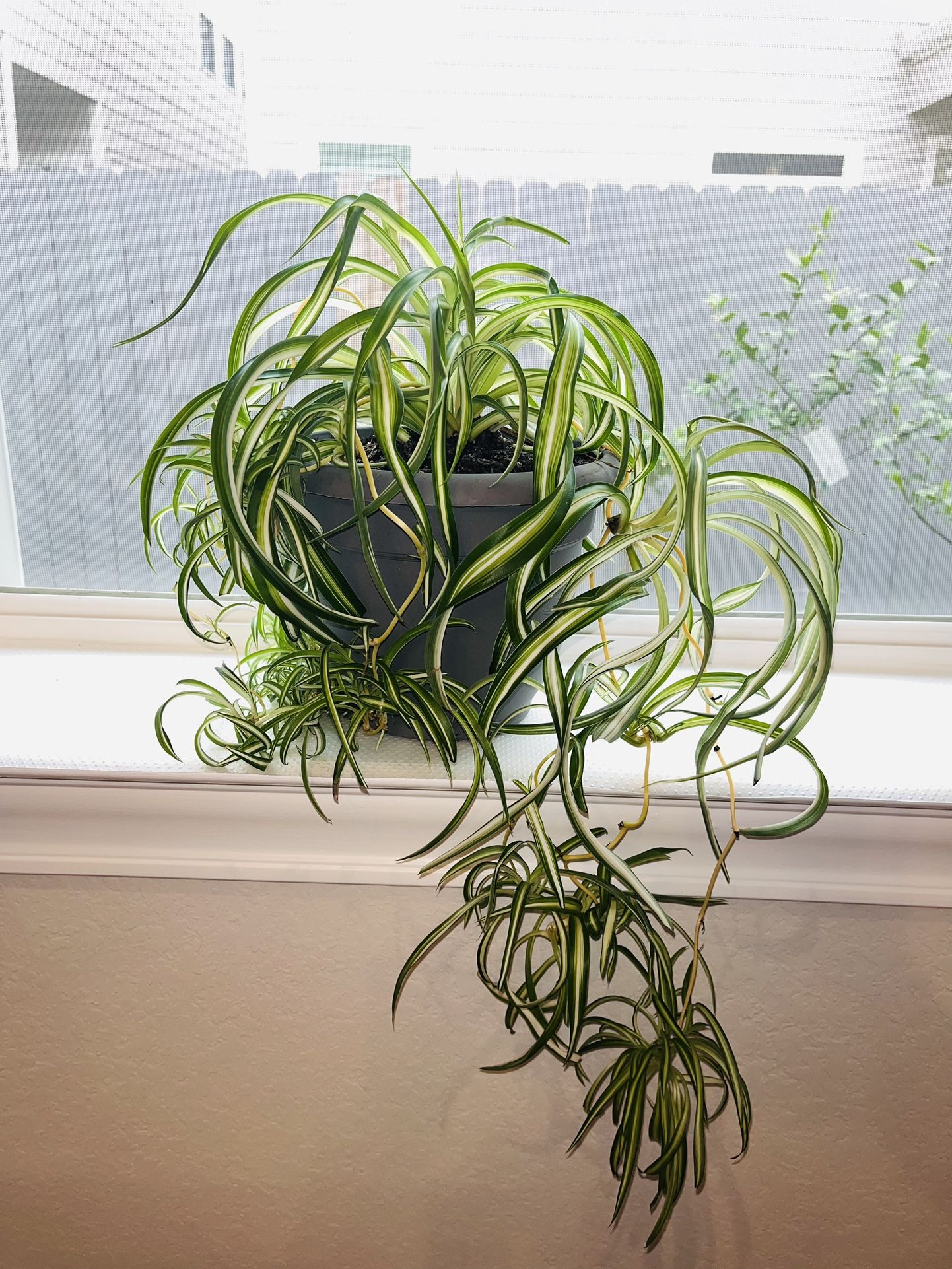 Curly Spider Plant In 8” Grey Plastic Pot 