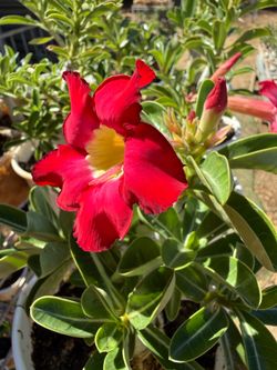 Desert Rose