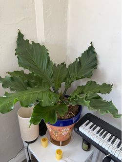 Plant : Philodendron Ring of Fire