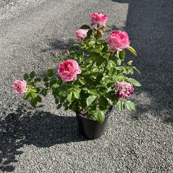 Rose Bush