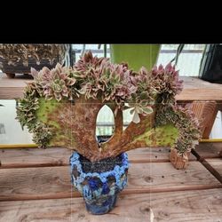 SUPER RARE ANEONIUMS IN "CHILLI" HANDMADE POTS..VARIOUS PRICES  MORGAN HILL