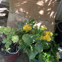 2 Plants 