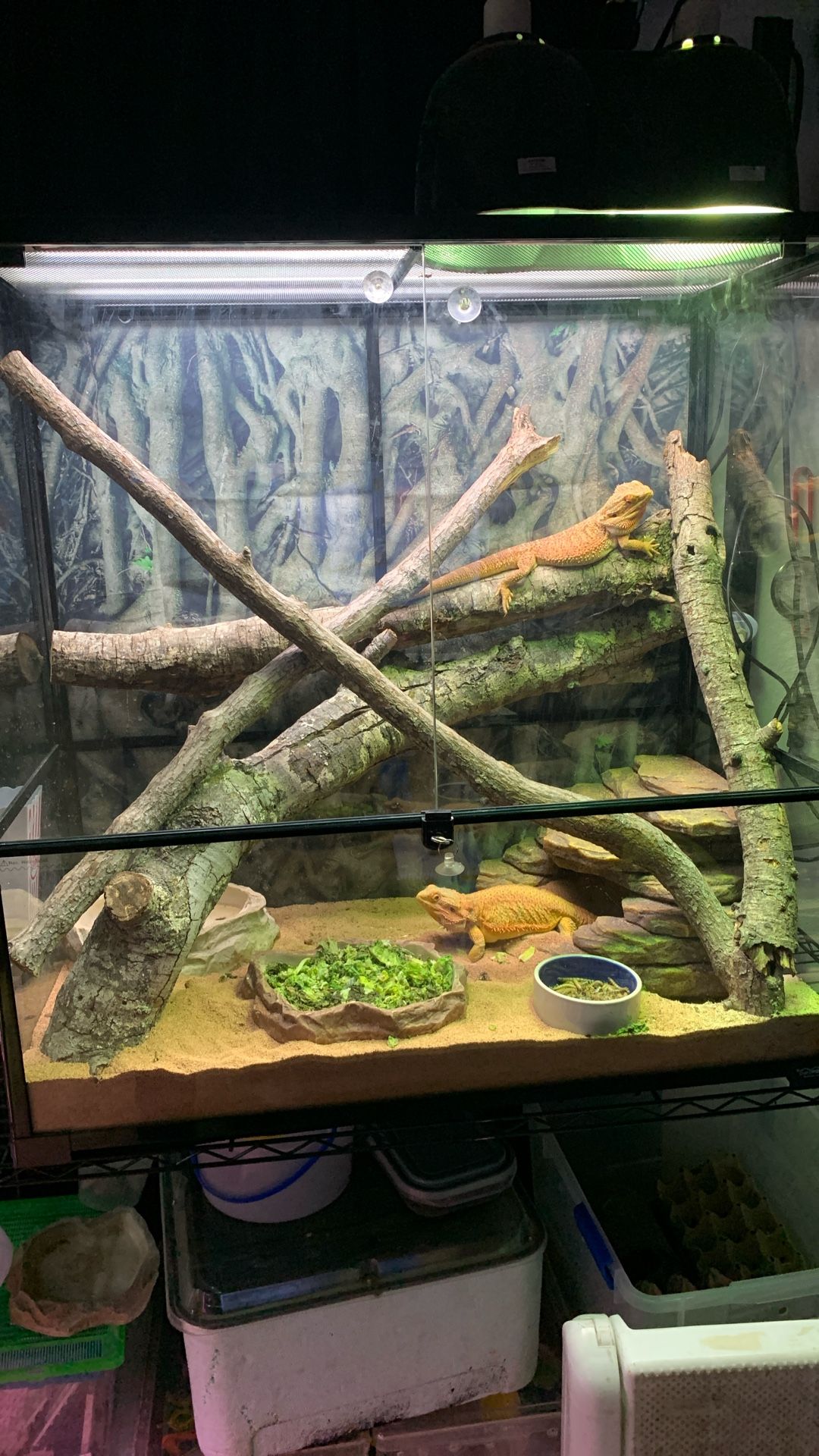 Reptile Set Up