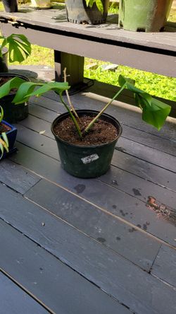 Monstera Plant