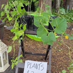 Organic Plant Starters