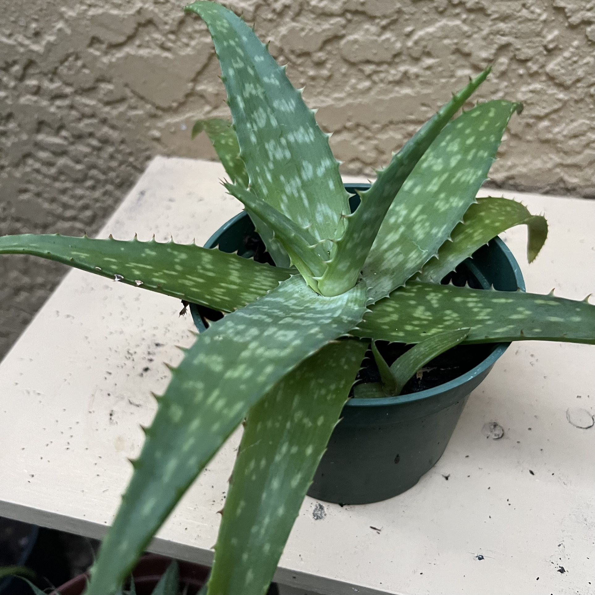Aloe Vera Plant 🪴