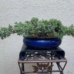 Bonsai Plants Japanese Garden Juniper $50 Each Firm