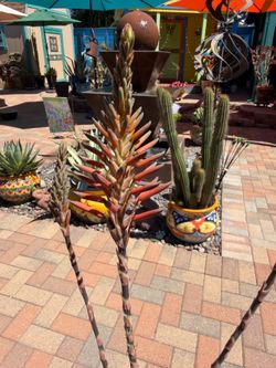Blooming T-REX Aloe Plant