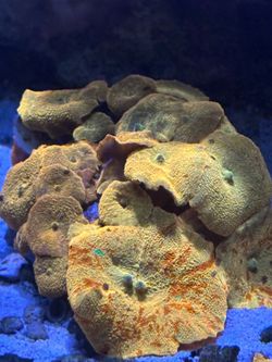 Jawbreaker Mushroom Coral