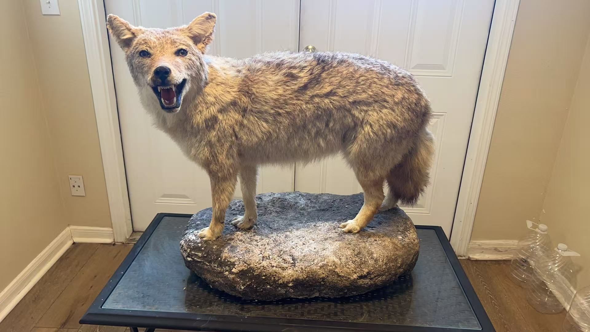 Full-body coyote specimen